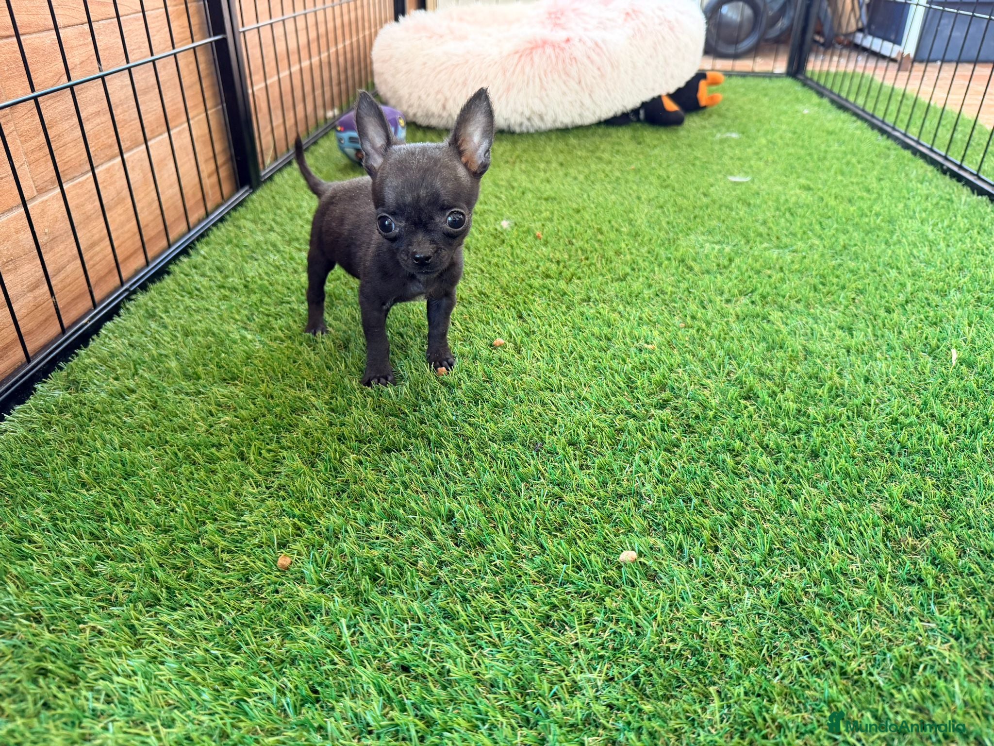 Chihuahua perros Chihuahua  - Anuncio 17