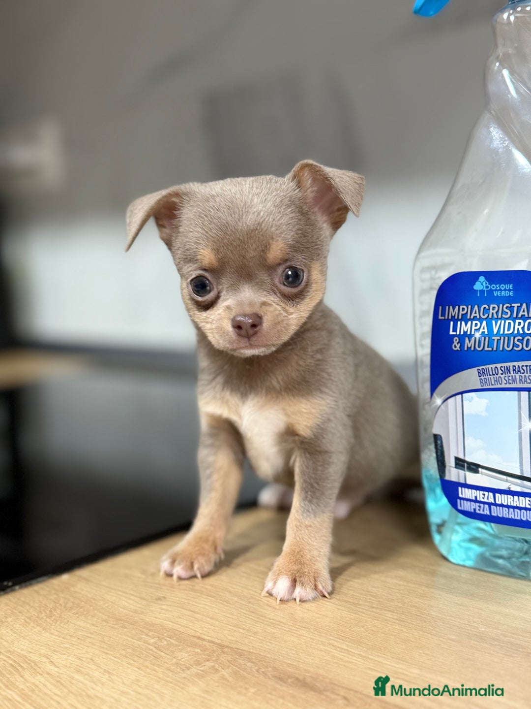 Chihuahua perros en venta: Chihuahuas estándar ojos azules  - Anuncio 7