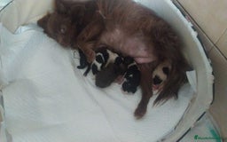 Pomchi perros en venta: Preciosa camada de pomerania  - Imagen 4
