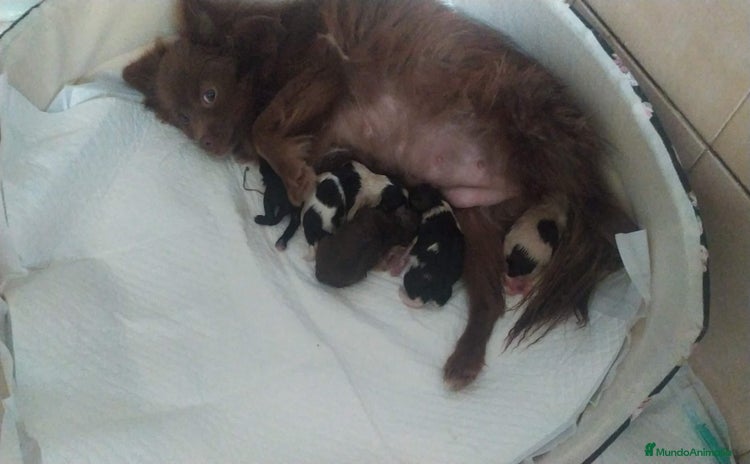 Pomchi perros - Anuncio 2