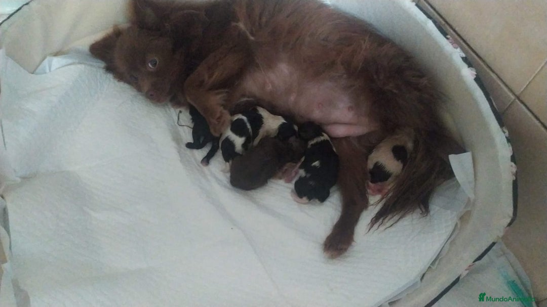 Pomchi perros en venta: Preciosa camada de pomerania  - Imagen 4