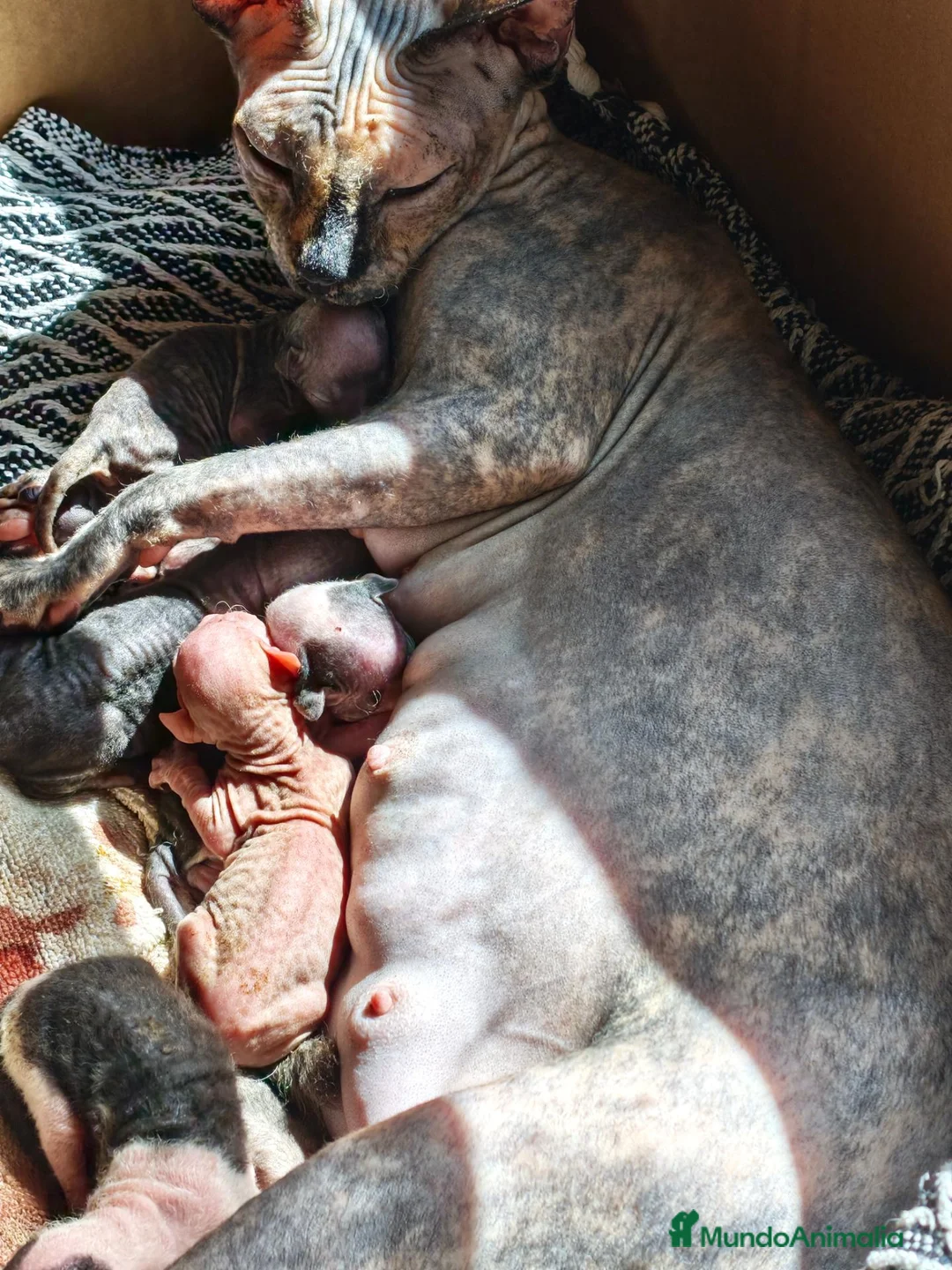 Sphynx gatos en venta: Camadas de precios Sphynx blancos grises bicolor  - Anuncio 9