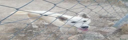 Husky Siberiano perros en venta: Husky siberiano blanca con pedigree - Anuncio 5