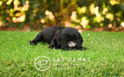 Cocker Spaniel Inglés perros en venta: Cachorros de cocker spaniel inglés disponibles.  - Imagen 7