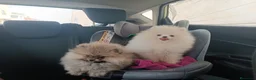 Pomerania perros en venta: POMERANIAS PRECIOSOS - Anuncio 4