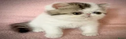 Persa gatos en venta: Persa Exótico  - Anuncio 2