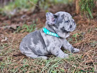 Bulldog Francés perros ‼️‼️BULLDOG FRANCES EXÓTICOS - Anuncio 3