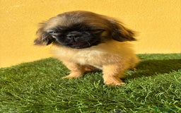 Pekinés perros en venta: Pekines Imperial hembra preciosa es muy pequeñina - Imagen 12