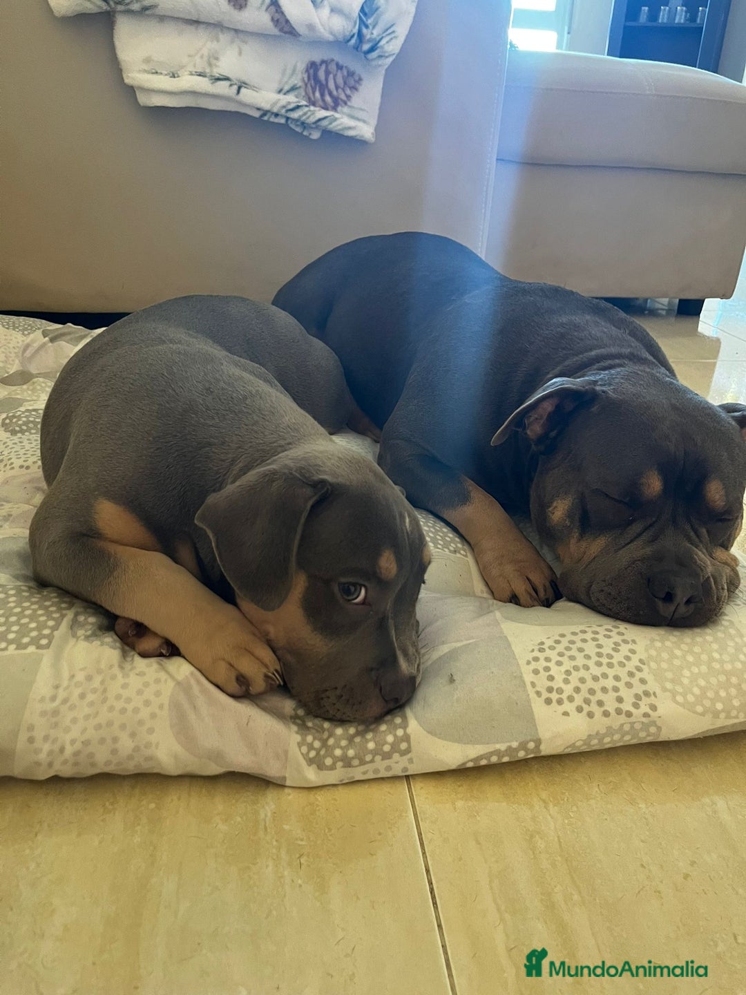 American Bully perros en venta: American Bully cachorra - Anuncio 2