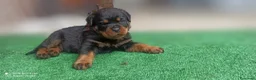 Rottweiler perros en venta: 🐾 Últimas 2 hembras de Rottweiler disponibles 🐾 - Anuncio 2