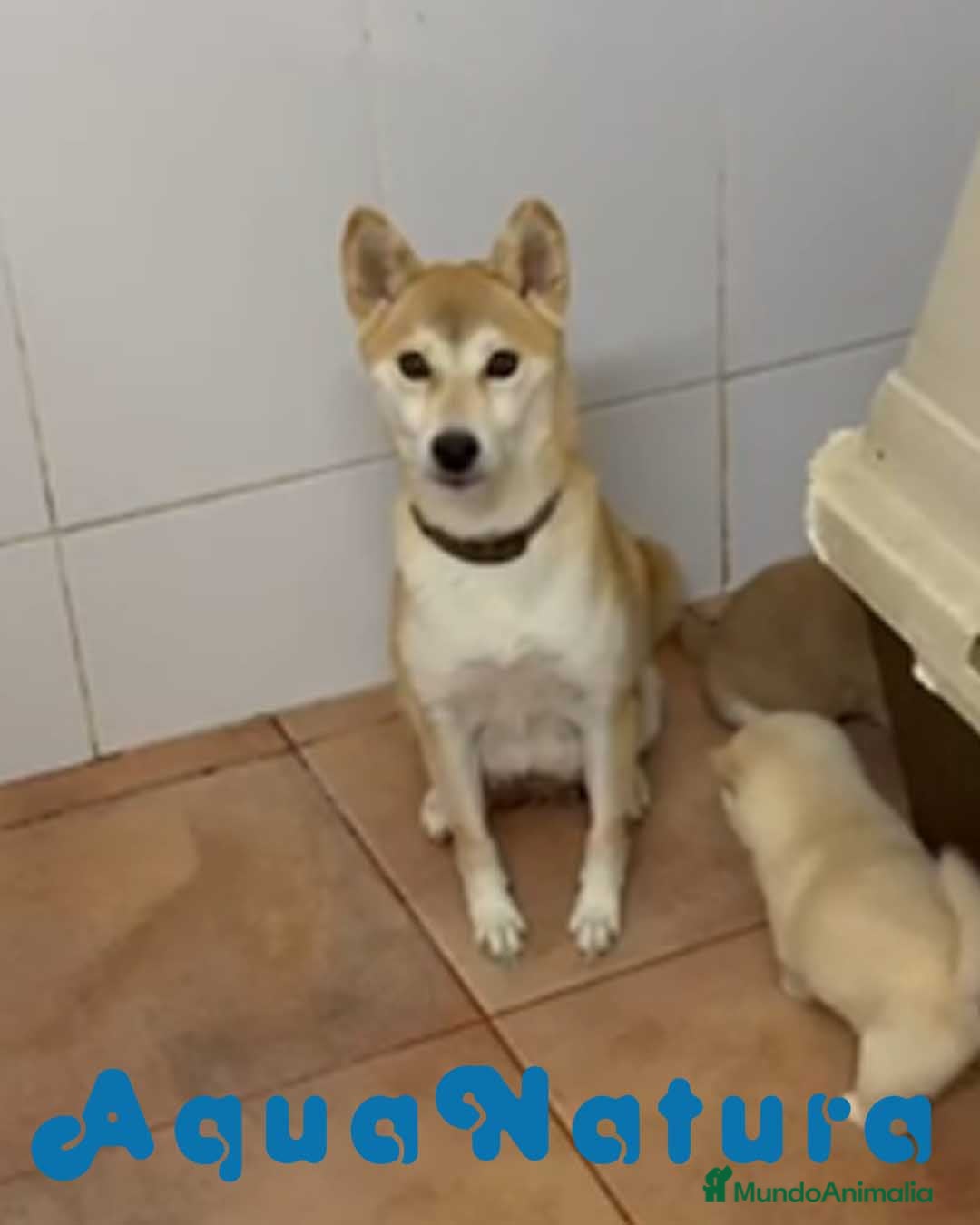 Shiba Inu perros Camada SHIBA INU de Melani y Silvio - AQUANATURA en Barcelona - Anuncio 2
