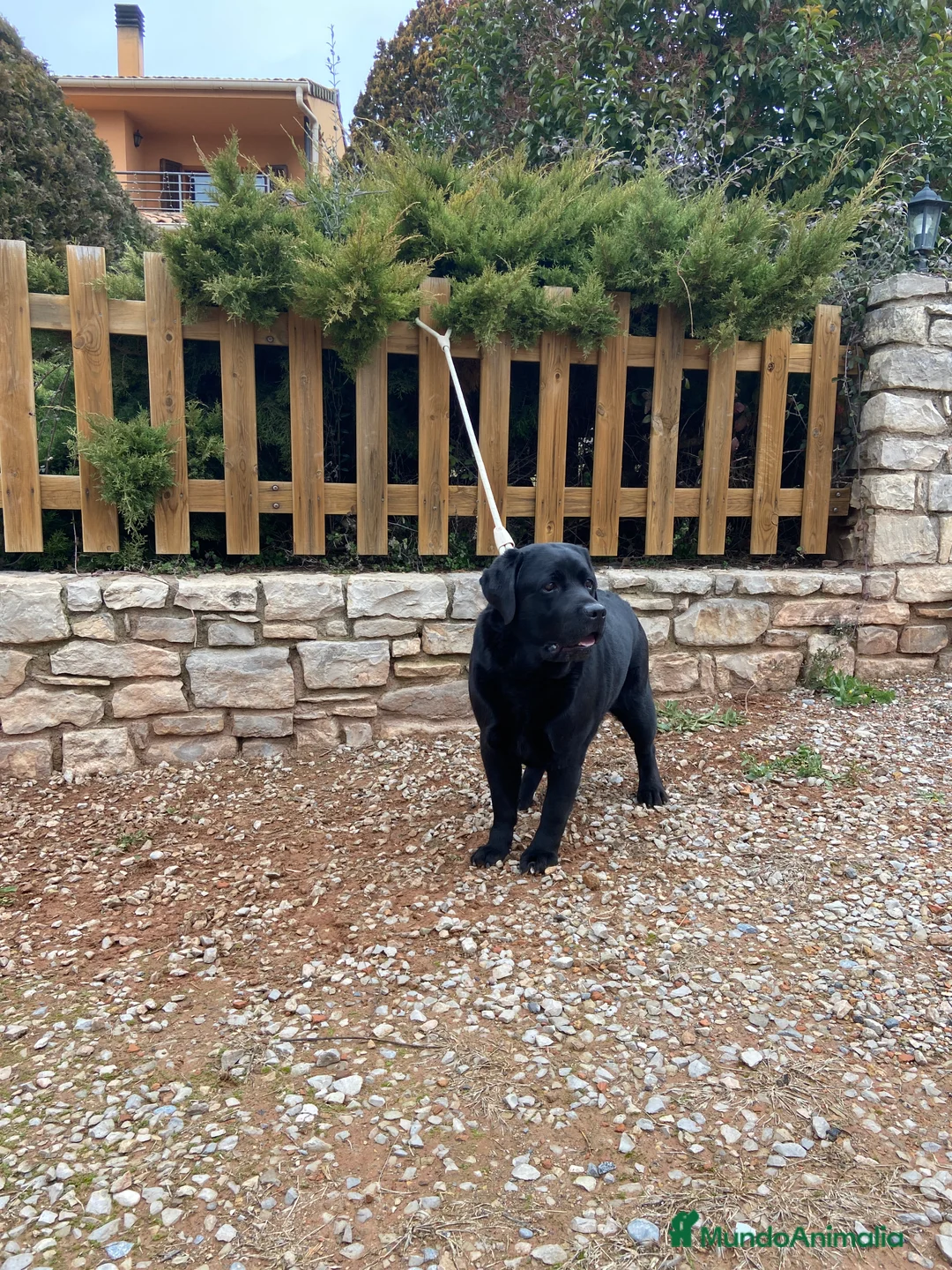 Labrador Retriever perros en adopcion: Labrador en Adopción - Anuncio 1