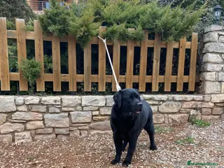 Labrador Retriever perros Labrador en Adopción - Anuncio 2