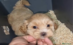 Maltipoo perros en venta: Maltipoo en Cáceres - Imagen 1