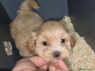Maltipoo perros en Cáceres - Anuncio 2