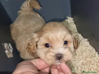 Maltipoo perros Maltipoo - Anuncio 2