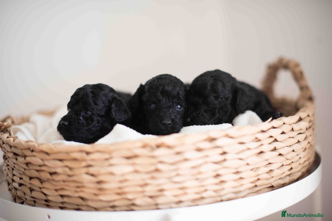 Caniche Toy perros en venta: Caniches toys negros - Anuncio 3