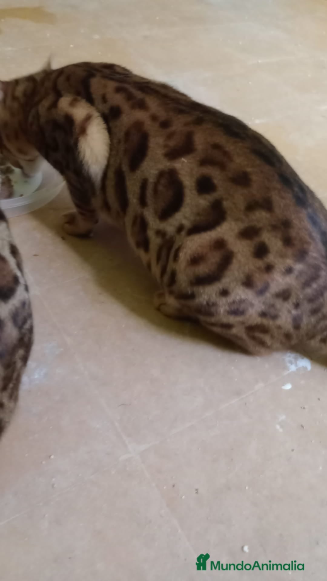 Bengalí gatos en venta: Gatos bengalis tienen 8 meses  - Anuncio 10