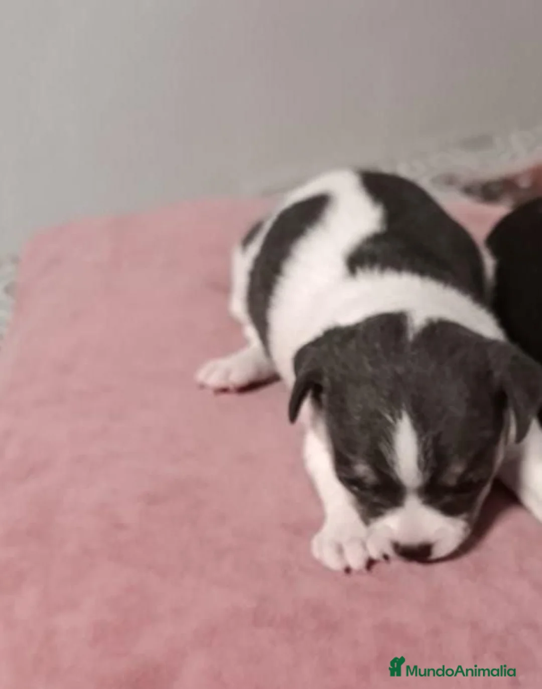 Chihuahua perros en venta: Chihuahua  - Anuncio 15
