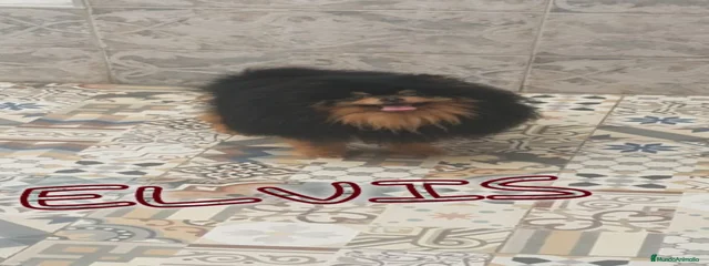 Elvis