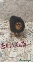 Elvis