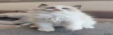 Ragdoll Gatito 3