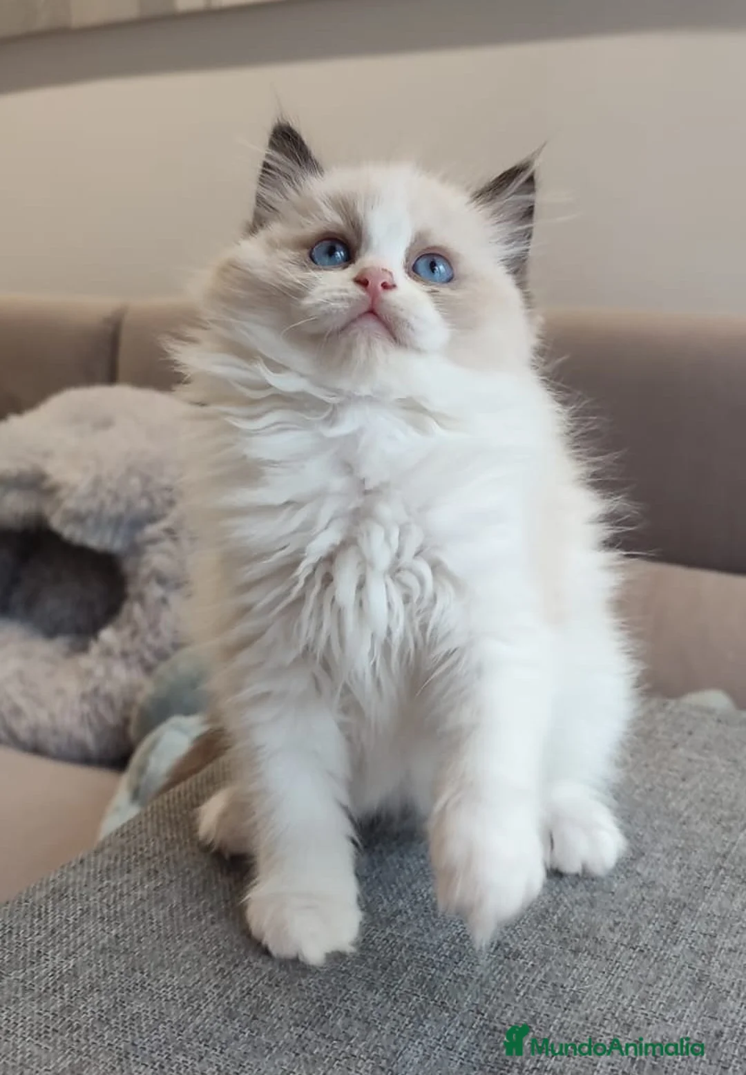 Ragdoll gatos en venta: Gatitos Ragdoll - Anuncio 37