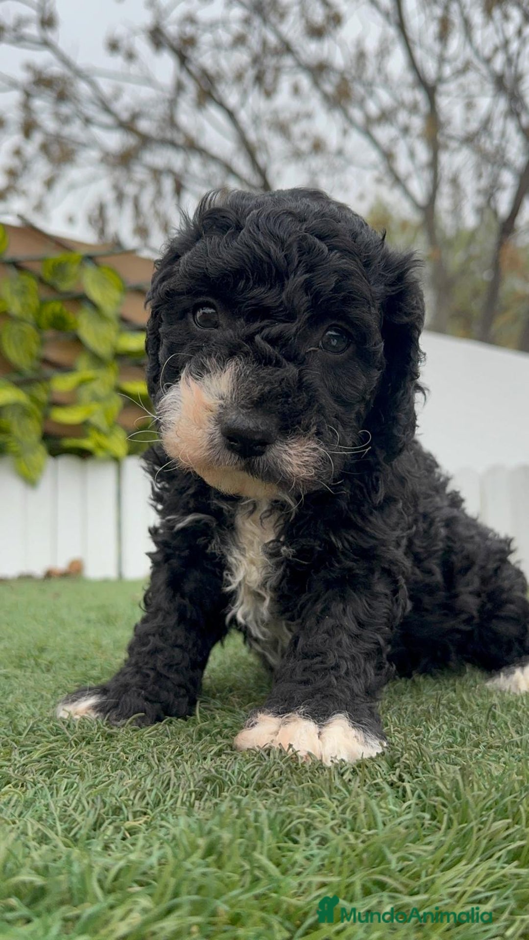 Perro de Agua Español perros en venta: PERRO DE AGUA HEMBRA RABONA - Anuncio 6