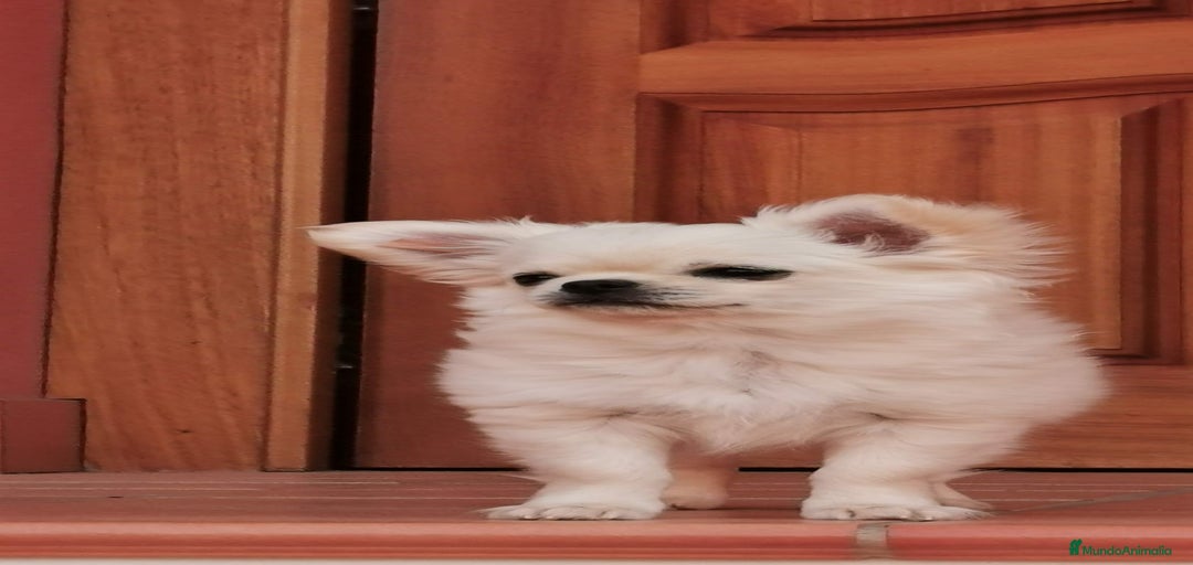 Imagen de galería {{count}}