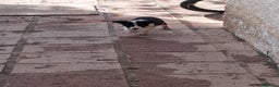 Border Collie perros en venta: Preciosos cachorros de border collie  - Anuncio 1