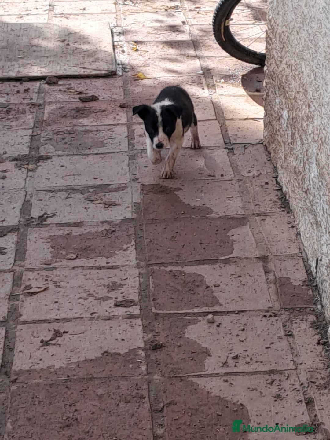 Border Collie perros en venta: Preciosos cachorros de border collie  - Anuncio 1