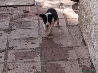 Border Collie perros Preciosos cachorros de border collie - Anuncio 6