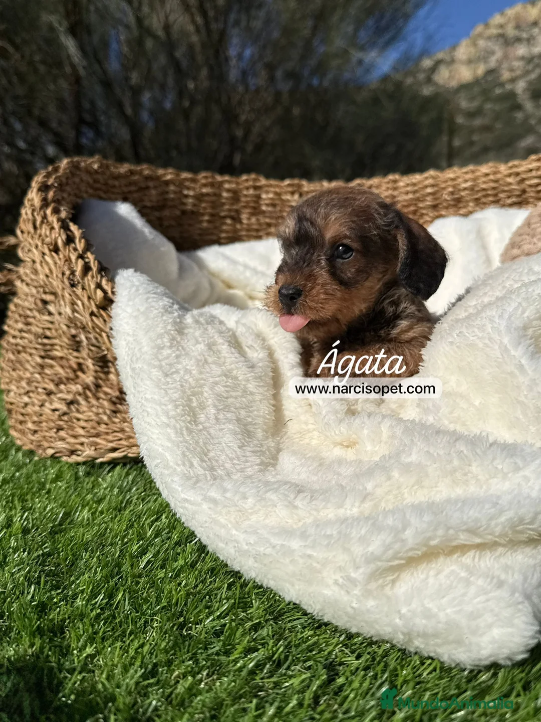 Teckel Miniatura perros en venta: TECKEL HEMBRA PELO DURO - Anuncio 3