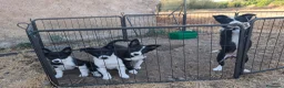 Border Collie perros en venta: Cachorros border collie 350€ - Anuncio 4