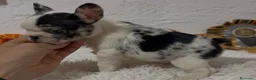 Bulldog Francés perros en venta: Bulldog francés Madrid - Anuncio 1