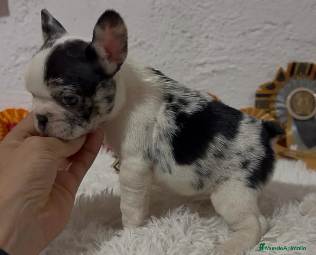 Bulldog Francés perros en venta: Bulldog francés Madrid - Anuncio 1