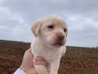Labrador Retriever perros Labrador retriever dorado - Anuncio 28