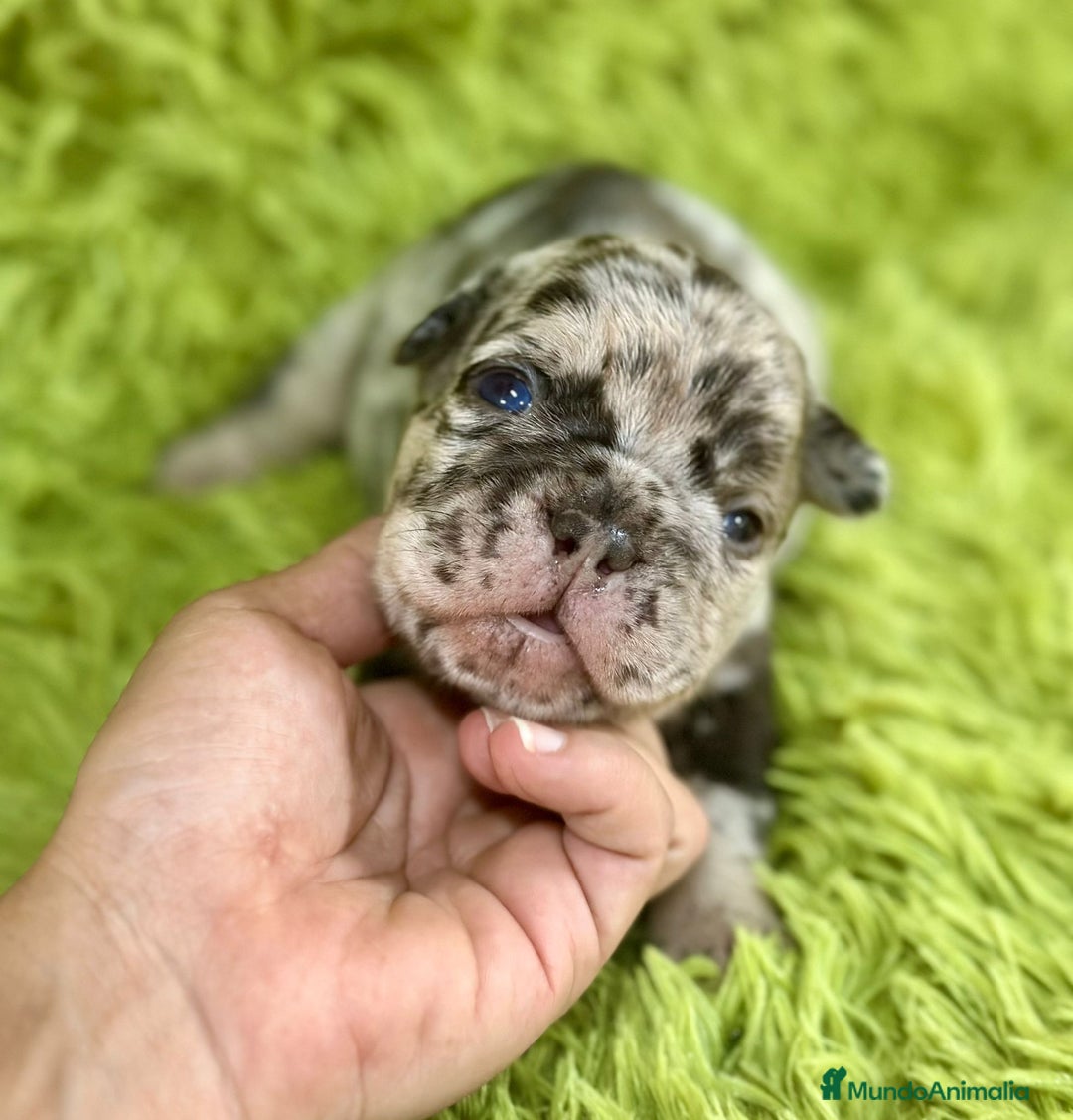 Bulldog Francés perros en venta: Bulldog merle blue  - Imagen 5