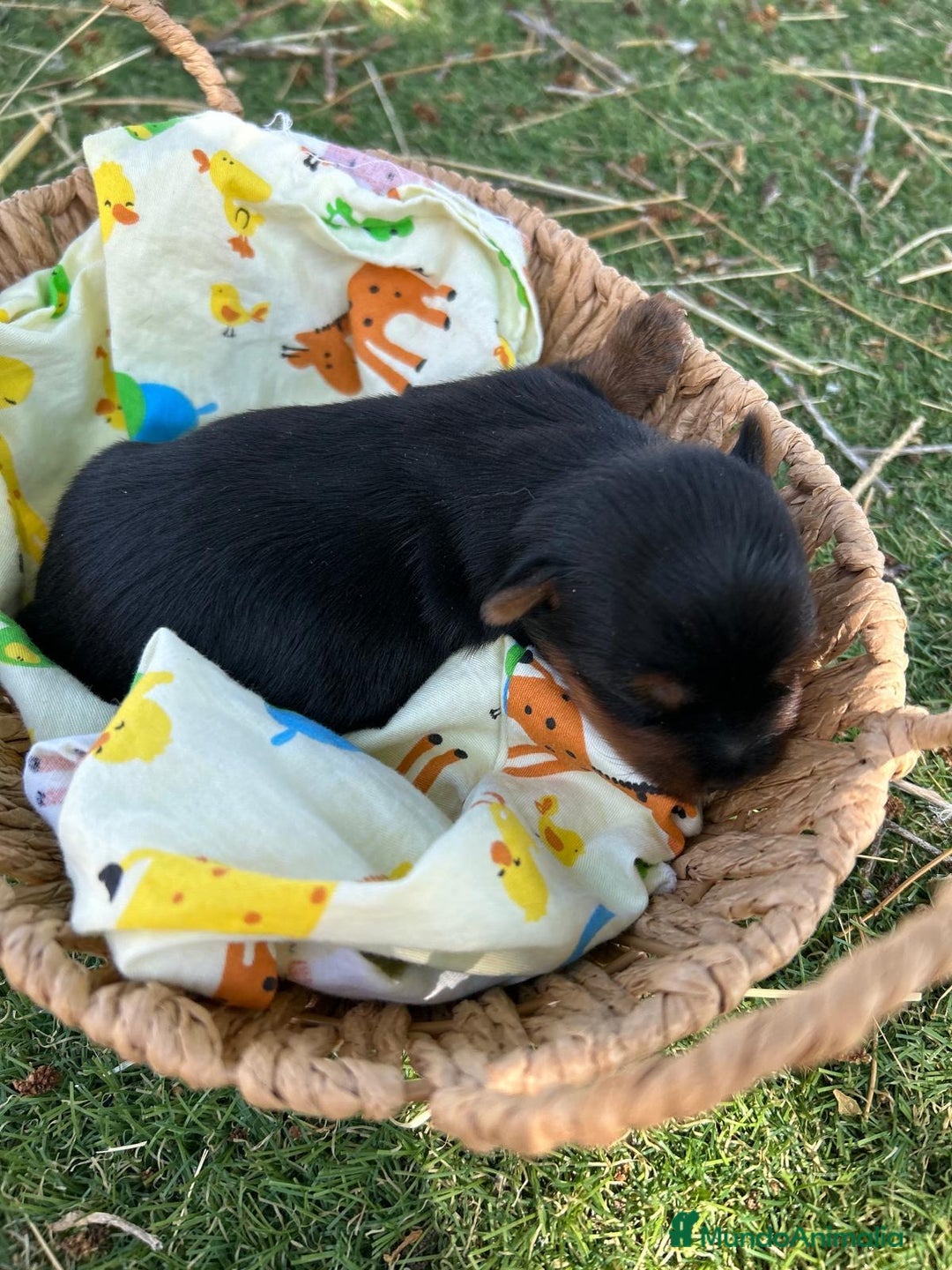 Yorkshire Terrier perros en venta: Yorkshire top del Valle  - Imagen 2