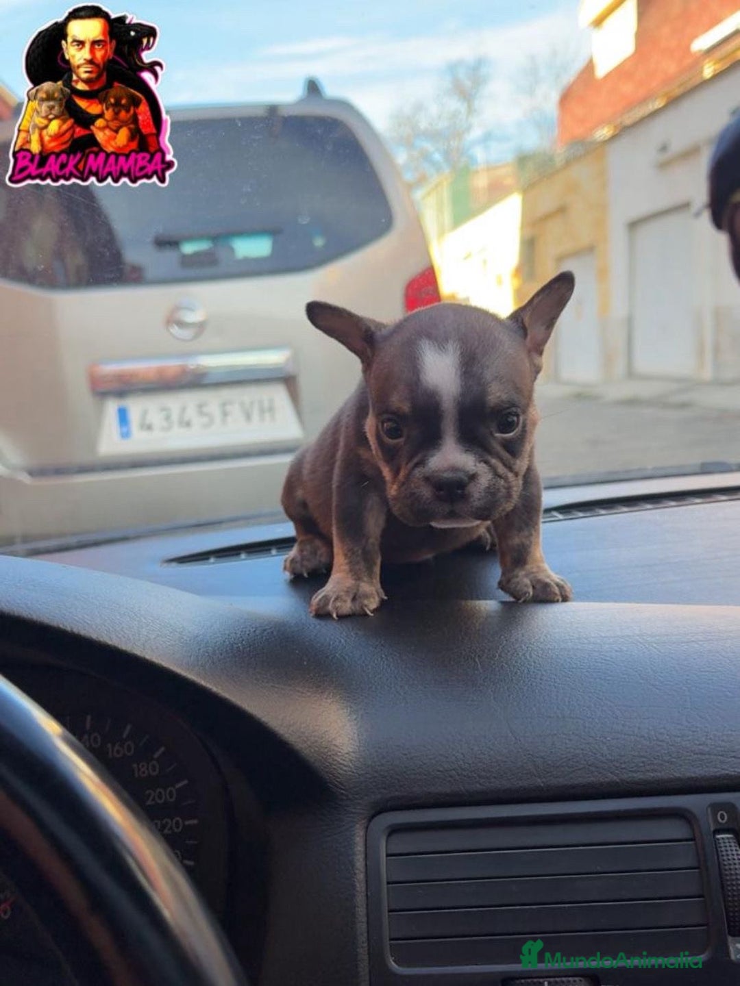 American Bully perros en venta: American Bully  - Anuncio 6