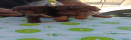 Perro de Agua Español perros en venta: Disponible Perros de agua color chocolate  - Anuncio 2