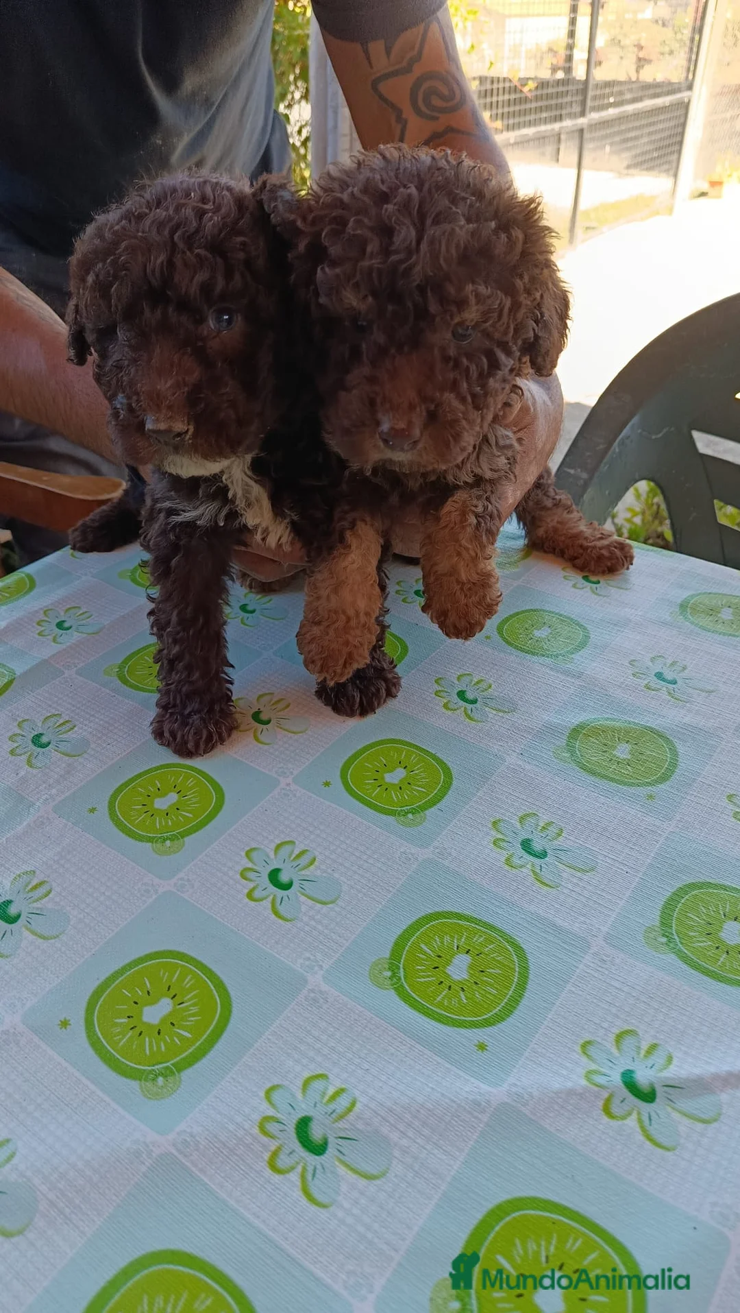 Perro de Agua Español perros en venta: Disponible Perros de agua color chocolate  - Anuncio 2