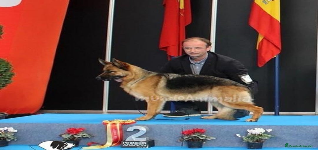 Imagen de galería {{count}}