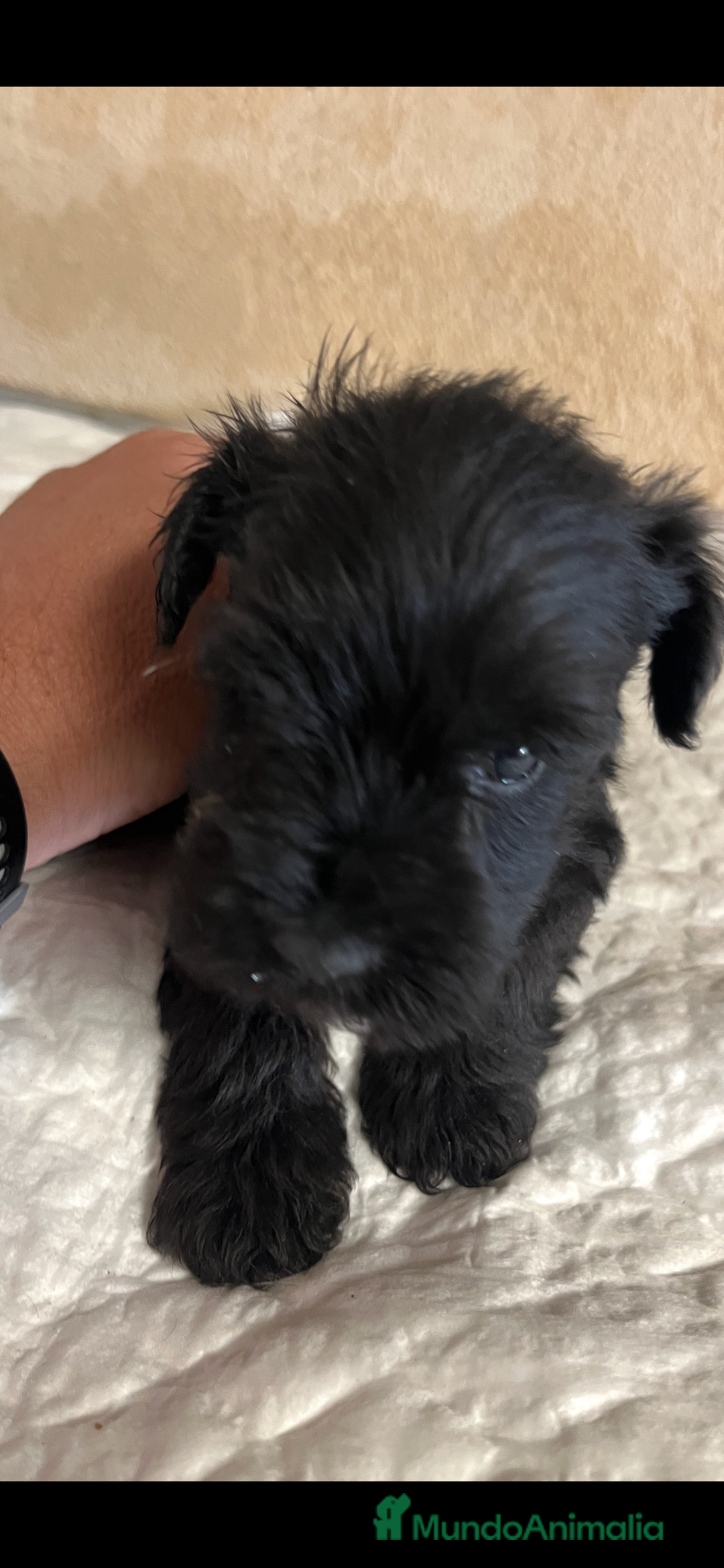 Schnauzer Miniatura perros en venta: Schnauzer miniatura  - Imagen 3