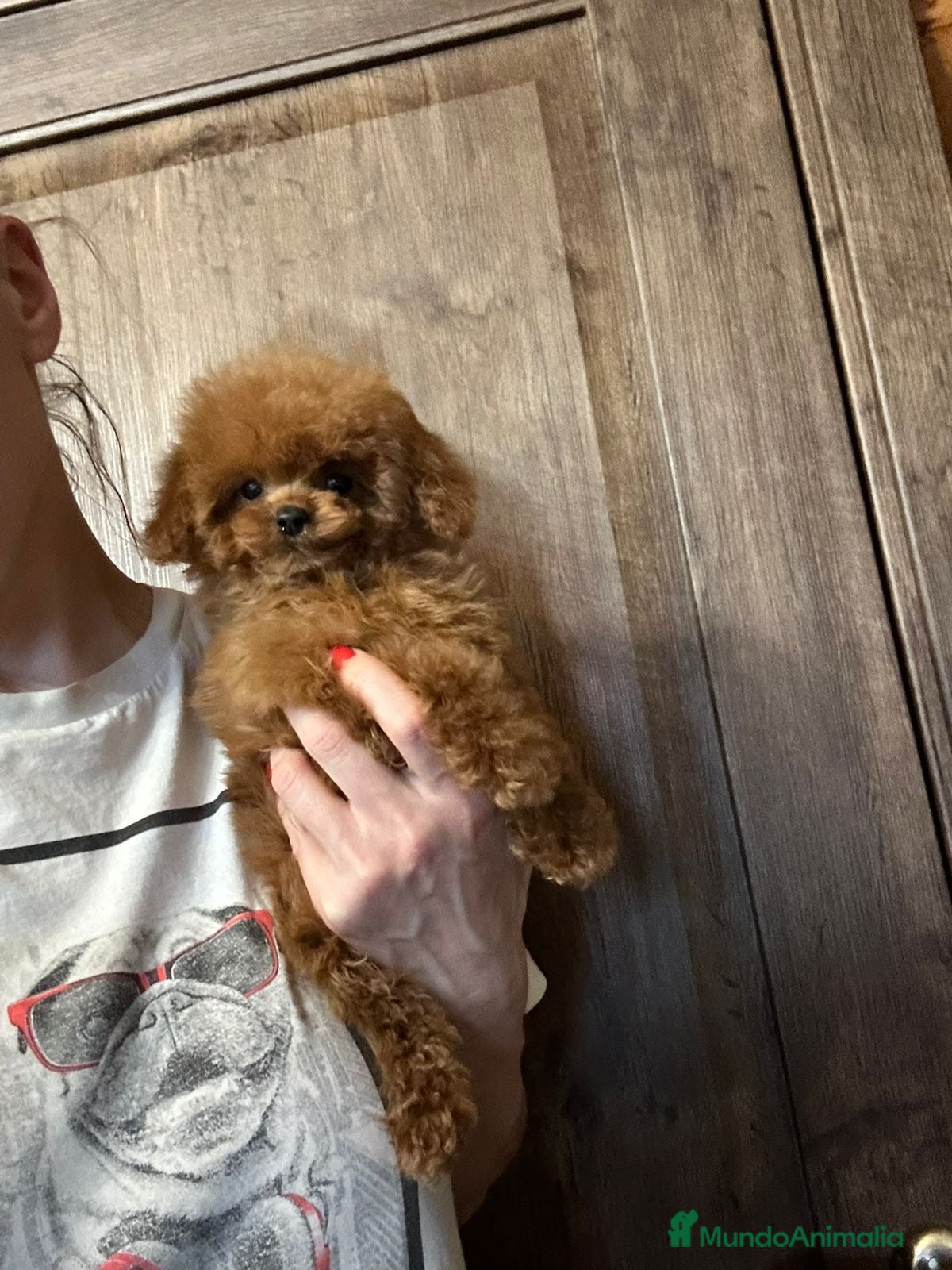 Caniche Toy perros Hembrita asiática tasita de te  - Anuncio 1