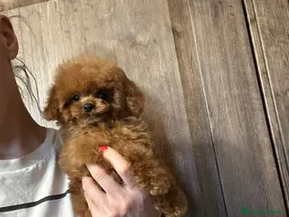 Caniche Toy perros Hembrita asiática tasita de te - Anuncio 1