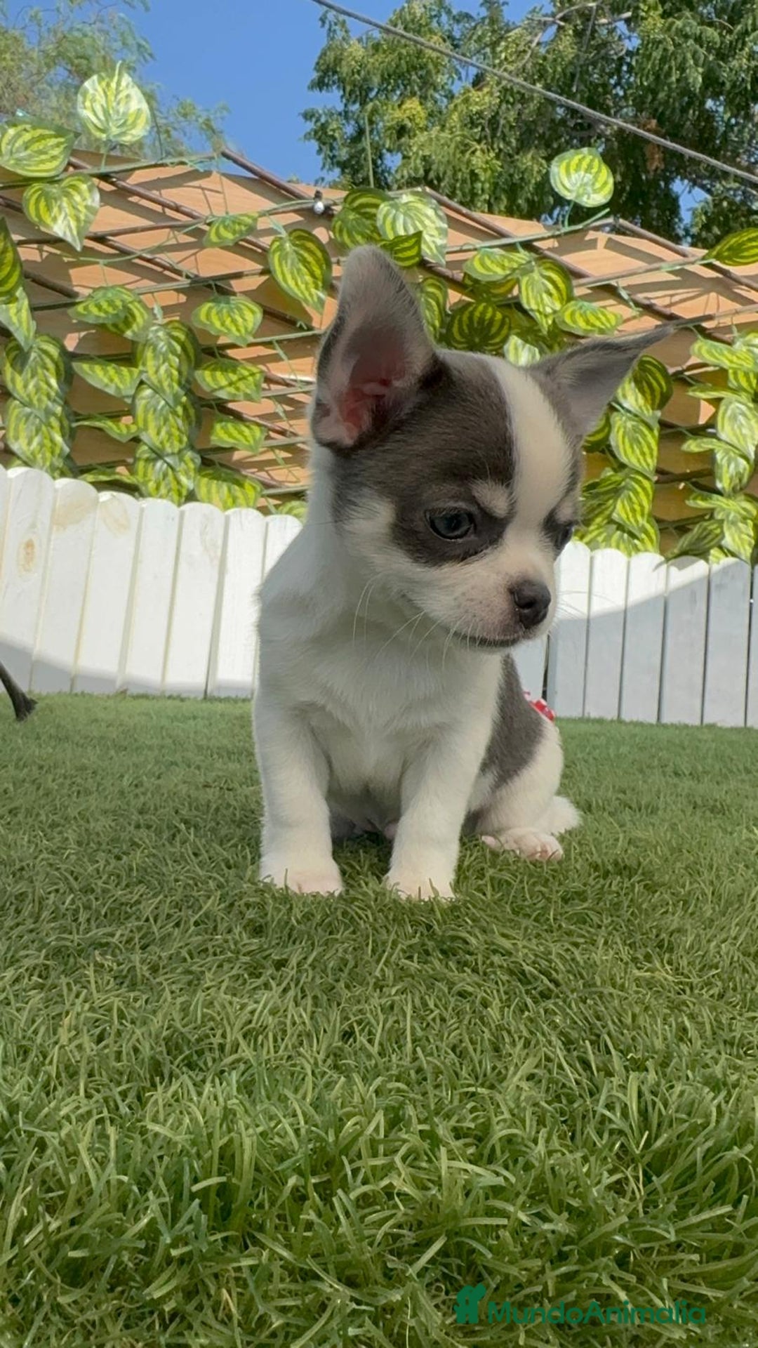 Chihuahua perros en venta: CHIHUAHUA MACHO TRICOLOR - Imagen 5