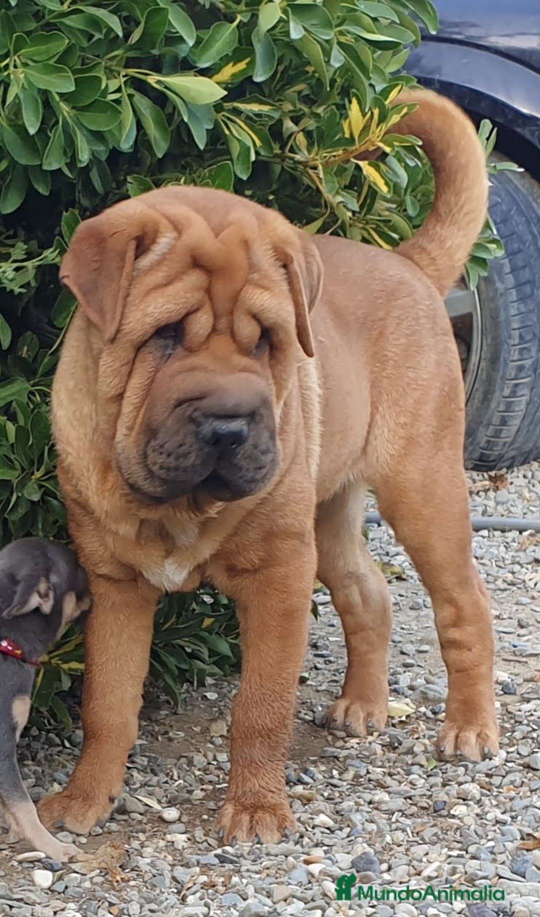 Raza Mixta perros en venta: Cachorros de sharpei con husky Siberiano  - Imagen 16
