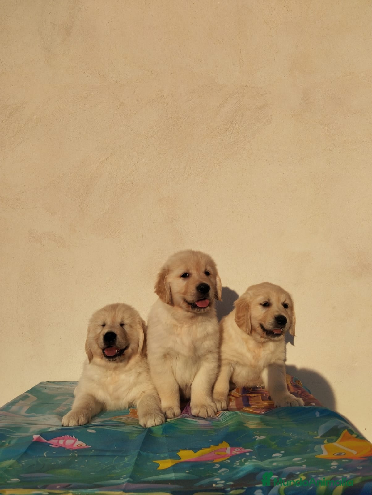 Golden Retriever perros Últimos cachorros de Golden Retriever - Anuncio 1