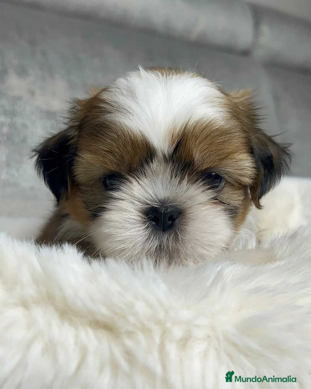 Shih Tzu perros en venta: Shih tzu bebé 🐾🪷 - Anuncio 4